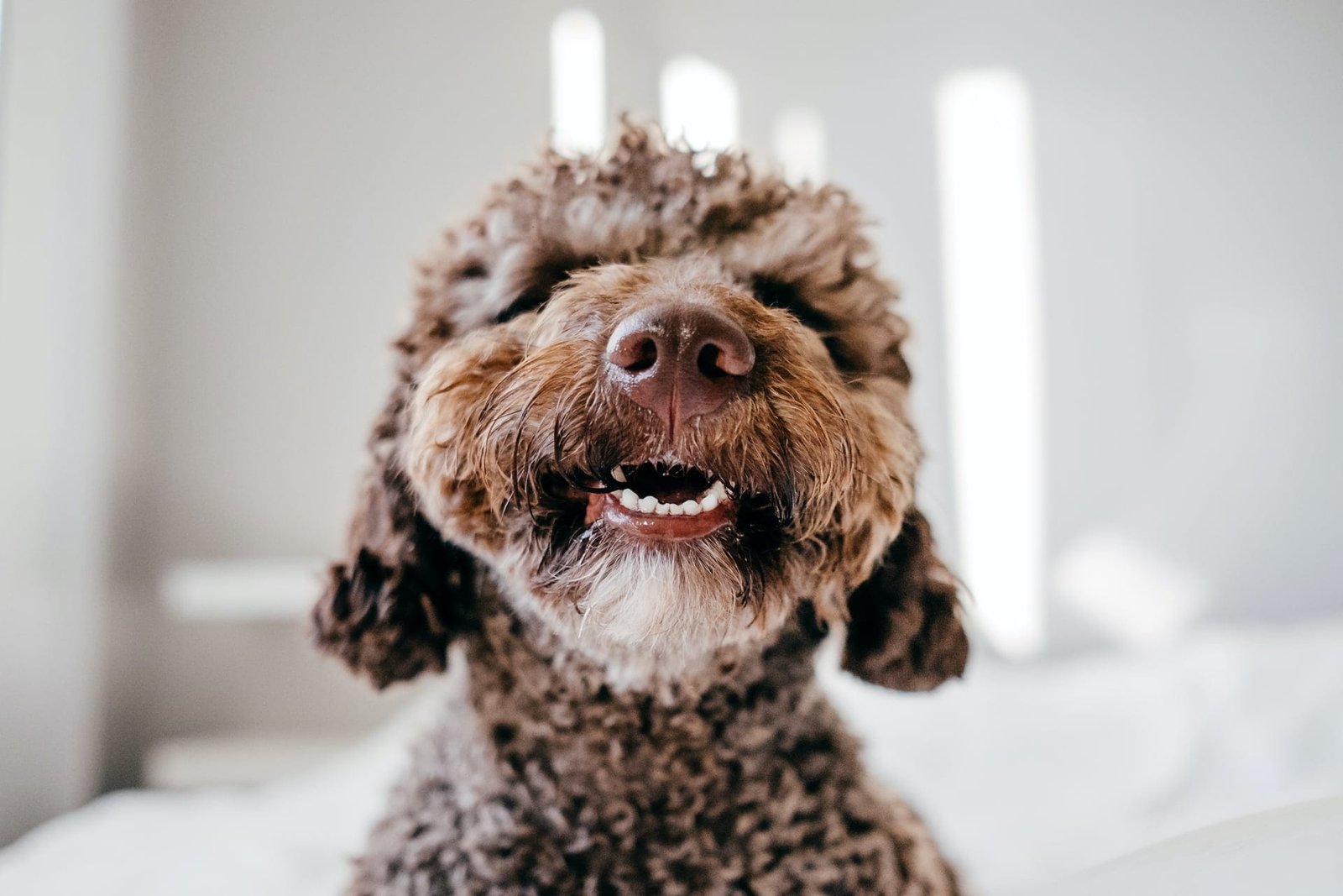 Day care for dogs Marbella